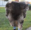Grade A Reindeer pelt/hide/skin without legs, 42 inches long by 32 inches wide - You will receive the one pictured for $110