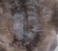 Grade A Reindeer pelt/hide/skin without legs, 43 inches long by 31 inches wide - You will receive the one pictured for $110