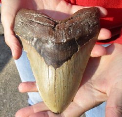 Huge Megalodon Fossil Shark Tooth (Carcharocles megalodon) measuring 6-5/16 inches long for $595.00 (Adult Signature Required)
