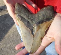 Huge Megalodon Fossil Shark Tooth (Carcharocles megalodon) measuring 6-5/16 inches long for $595.00 (Adult Signature Required)