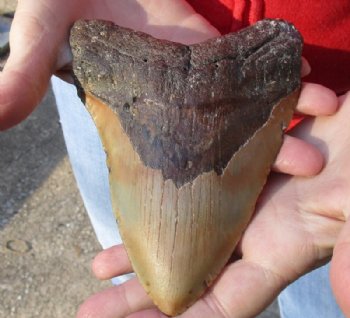 Huge Megalodon Fossil Shark Tooth (Carcharocles megalodon) measuring 6-1/2 inches long for $495.00 (Signature Required)