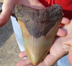 Huge Megalodon Fossil Shark Tooth (Carcharocles megalodon) measuring 6-1/2 inches long for $495.00 (Signature Required)