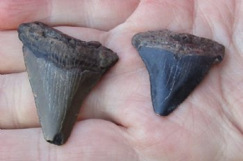 2 pc lot of Megalodon Fossil Shark Teeth for Sale measuring 1-3/4 inches and 1-3/8 inches long for $32/lot