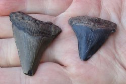 2 pc lot of Megalodon Fossil Shark Teeth for Sale measuring 1-3/4 inches and 1-3/8 inches long for $32/lot