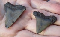 2 pc lot of Megalodon Fossil Shark Teeth for Sale measuring 1-5/8 inches and 1-3/8 inches long - You are buying the two pictured for $32/lot