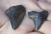 2 pc lot of Megalodon Fossil Shark Teeth for Sale measuring 1-3/4 inches and 1-1/4 inches long - You are buying the two pictured for $32/lot