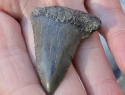 Megalodon Fossil Shark Tooth (Carcharocles megalodon) measuring 1-3/4 inches long for $19