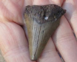 Megalodon Fossil Shark Tooth (Carcharocles megalodon) measuring 1-3/4 inches long for $19