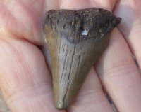 Megalodon Fossil Shark Tooth (Carcharocles megalodon) measuring 1-7/8 inches long - You are buying the one in the picture for $19