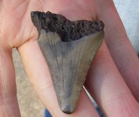 Megalodon Fossil Shark Tooth (Carcharocles megalodon) measuring 1-7/8 inches long - You are buying the one in the picture for $19