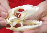 A-Grade Green Iguana skull, American iguana skull for sale, 2-7/8 inches long  - review all photos. You are buying the skull pictured for $49 (beetle cleaned and whitened)