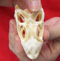 A-Grade Green Iguana skull, American iguana skull for sale, 2-7/8 inches long  - review all photos. You are buying the skull pictured for $49 (beetle cleaned and whitened)