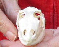 A-Grade Green Iguana skull, American iguana skull for sale, 2-1/2 inches long for $49 
