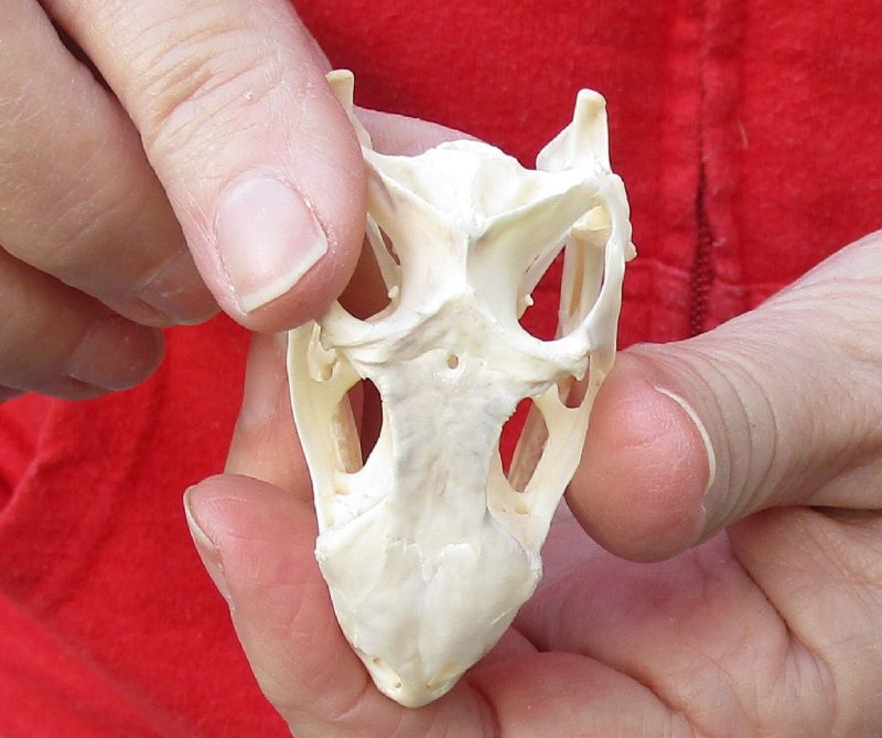 Green Iguana skull, American iguana skull for sale