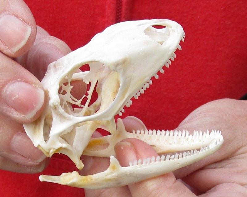 Green Iguana skull, American iguana skull for sale