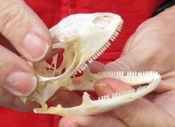 A-Grade Green Iguana skull, American iguana skull for sale, 2-1/2 inches long for $24 