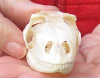 A-Grade Green Iguana skull, American iguana skull for sale, 2-1/2 inches long  - review all photos. You are buying the skull pictured for $49 (beetle cleaned and whitened)