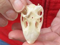 A-Grade Green Iguana skull, American iguana skull for sale, 1-3/4 inches long  - review all photos. You are buying the skull pictured for $34 (beetle cleaned and whitened)