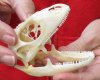 Green Iguana skull, American iguana skull for sale, 3-1/4 inches long  - review all photos. You are buying the skull pictured for $64 (beetle cleaned and whitened)