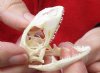 A-Grade Green Iguana skull, American iguana skull for sale, 1-3/4 inches long  - review all photos. You are buying the skull pictured for $34 (beetle cleaned and whitened)