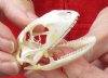 A-Grade Green Iguana skull, American iguana skull for sale, 1-7/8 inches long  - review all photos. You are buying the skull pictured for $34 (beetle cleaned and whitened)