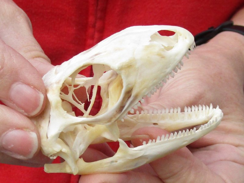 Green Iguana skull, American iguana skull for sale