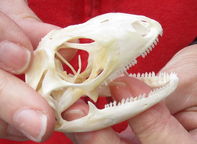 Green Iguana skull, American iguana skull for sale