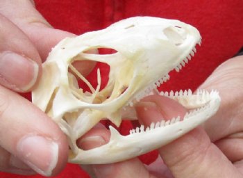 A-Grade Green Iguana skull, American iguana skull for sale, 2-1/4 inches long for $24