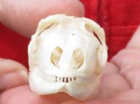 A-Grade Green Iguana skull, American iguana skull for sale, 2-1/4 inches long for $24