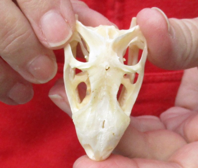 Green Iguana skull, American iguana skull for sale