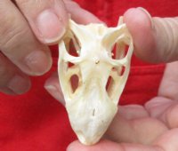 A-Grade Green Iguana skull, American iguana skull for sale, 2-1/4 inches long for $24