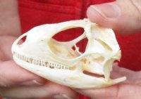A-Grade Green Iguana skull, American iguana skull for sale, 2-1/4 inches long for $24