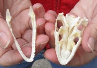 A-Grade Green Iguana skull, American iguana skull for sale, 2-1/4 inches long for $24