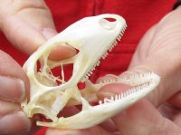 A-Grade Green Iguana skull, American iguana skull for sale, 1-7/8 inches long  - review all photos. You are buying the skull pictured for $34 (beetle cleaned and whitened)