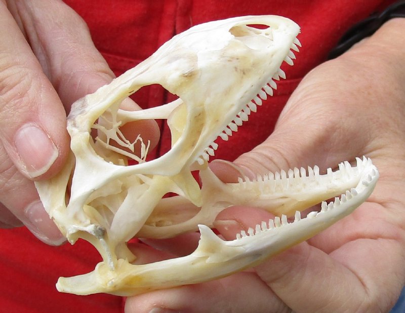Green Iguana skull, American iguana skull for sale