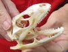 A-Grade Green Iguana skull, American iguana skull for sale, 3-1/2 inches long  - review all photos. You are buying the skull pictured for $64 (beetle cleaned and whitened)