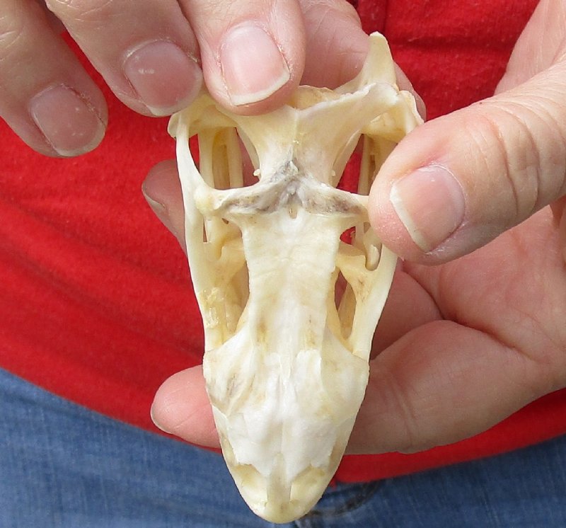 Green Iguana skull, American iguana skull for sale