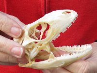 Green Iguana skull, American iguana skull for sale, 3-1/2 inches long  - review all photos. You are buying the skull pictured for $64 (beetle cleaned and whitened)