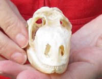 Green Iguana skull, American iguana skull for sale, 3-1/2 inches long  - review all photos. You are buying the skull pictured for $64 (beetle cleaned and whitened)