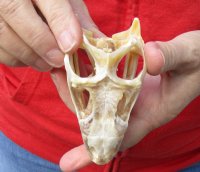 Green Iguana skull, American iguana skull for sale, 4-1/8 inches long  - review all photos. You are buying the skull pictured for $85 (beetle cleaned and whitened)