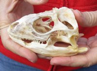 Green Iguana skull, American iguana skull for sale, 4-1/8 inches long  - review all photos. You are buying the skull pictured for $85 (beetle cleaned and whitened)