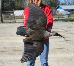 Animal Mounts, Taxidermy