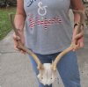 Fallow Deer Skull plate and horns (antlers) 17 and 18 (You are buying the fallow deer skull plate and horns shown) for $75.00