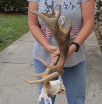 Fallow Deer Skull plate and horns (antlers) 17 and 18 inch for $60