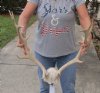 Fallow Deer Skull plate and horns (antlers) 19 and 20 (You are buying the fallow deer skull plate and horns shown) for $75.00