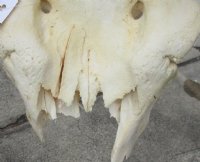 African Eland Bull (male) skull plate and horns 31 inches around curl - Review all photos. You are buying the Eland skull plate pictured for $100