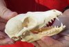 South African Bat-eared Fox skull, Otocyon megalotis,  4-1/2 by 2-1/4 inches -  You are buying the skull pictured for $55