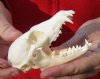 South African Bat-eared Fox skull, Otocyon megalotis,  4-1/4 by 2-1/4 inches -  You are buying the skull pictured for $55