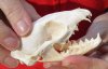 3-1/4 inch South African spotted Genet skull - You are buying the genet skull pictured for $50