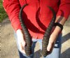 XL Matching pair of Male Springbok horns measuring 14 inches - You are buying the horns shown for $30/pair